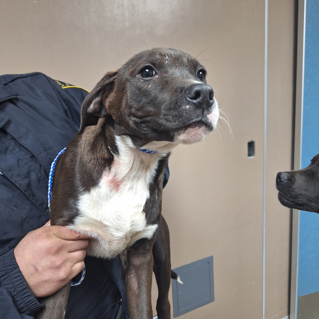 Kennel#5a's preview photo