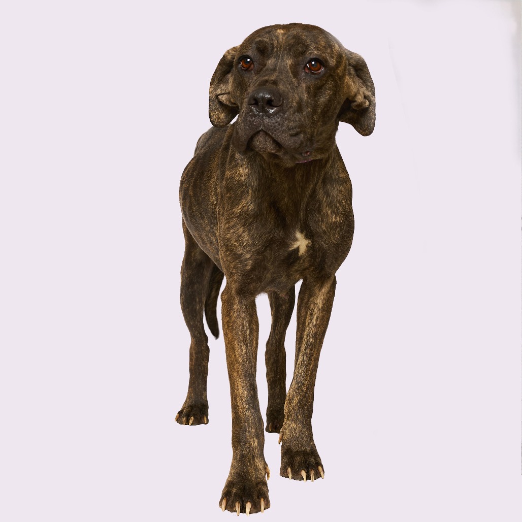 Ruby aka "Chili" — thumbnail 5