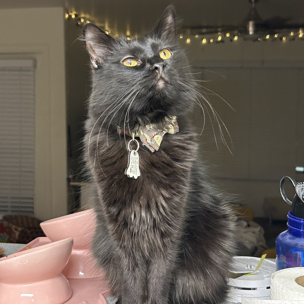 Spooky: Male 30 Domestic Longhair