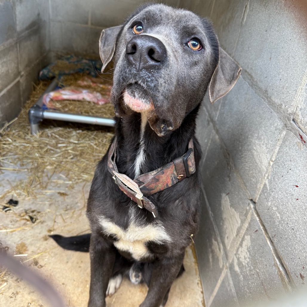  Photo of TUSC-Stray-83295_2_3