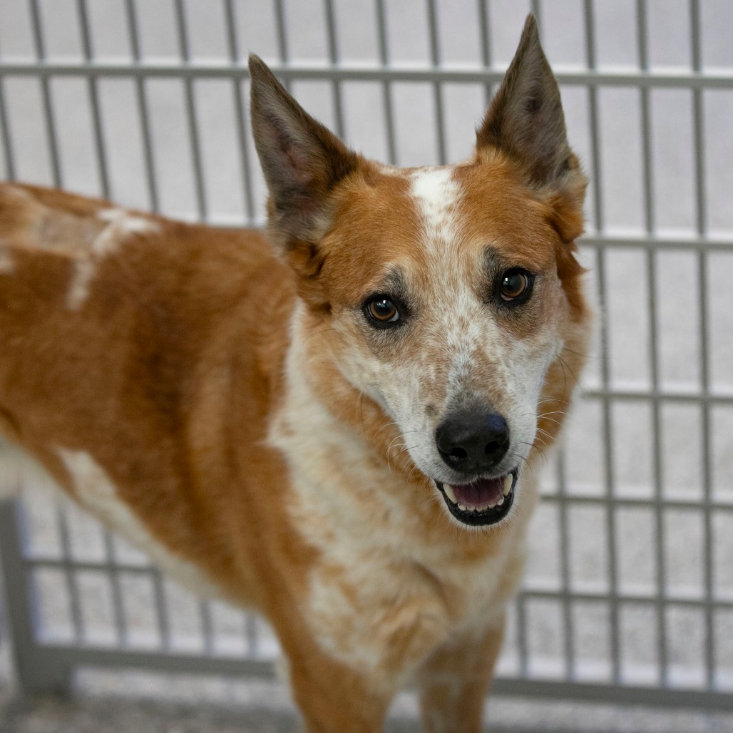 SPIKE (JA26-152) - Cattle Dog / Australian (Red Heeler) available for adoption