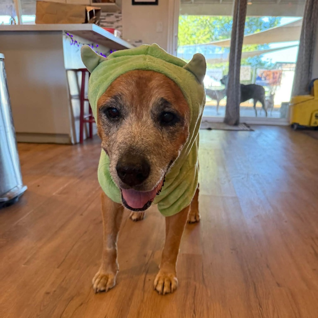 Jake, photo 17