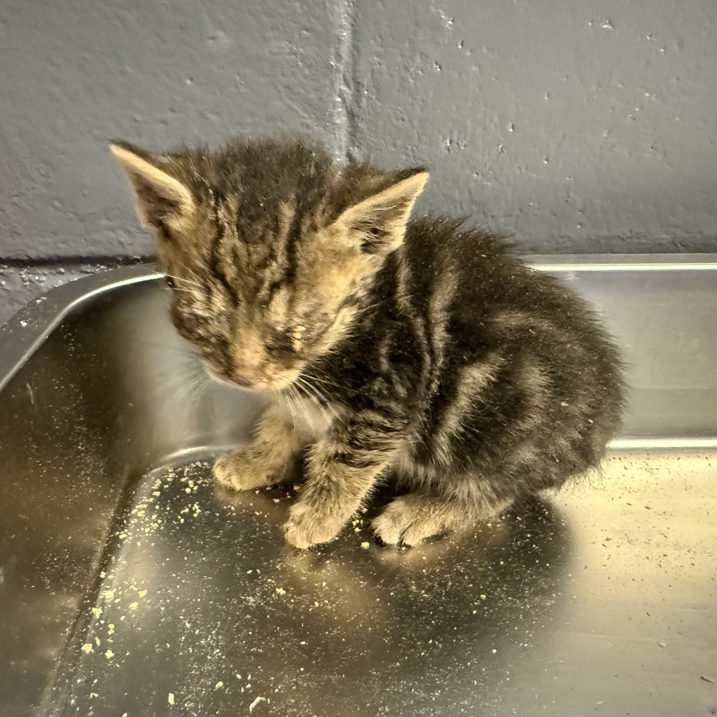 Tusc Stray 84555 2 3
