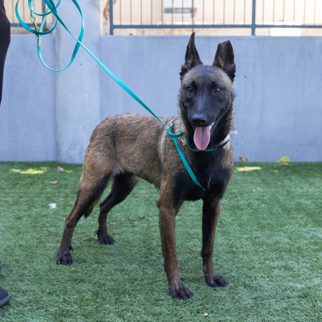 Belgian Malinois