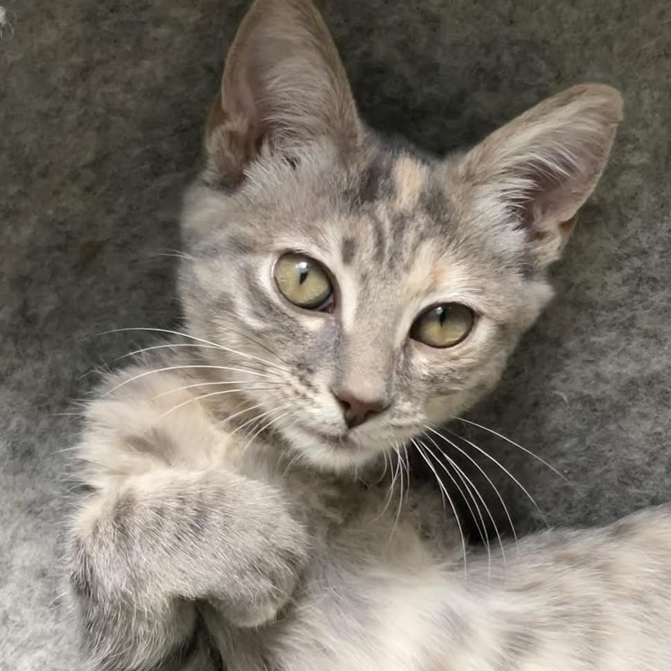 KIKI - Domestic Shorthair available for adoption