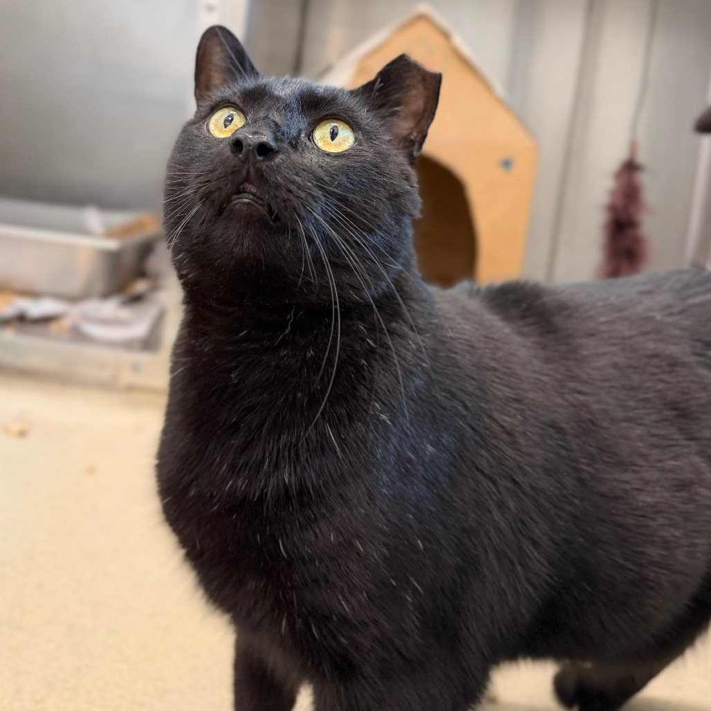 KEY LIME PIE - Domestic Shorthair available for adoption
