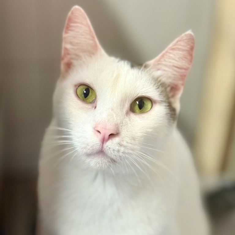 Another portrait of Shrimp