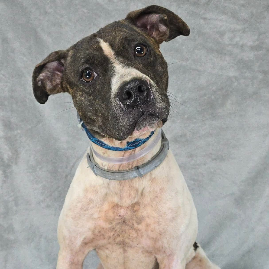 FOSTER NEEDED - Iris