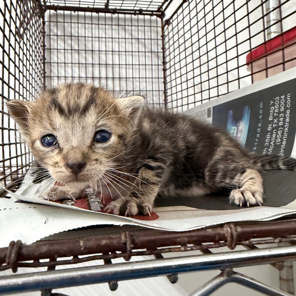 ALPHABET SOUP A3 - Domestic Shorthair available for adoption