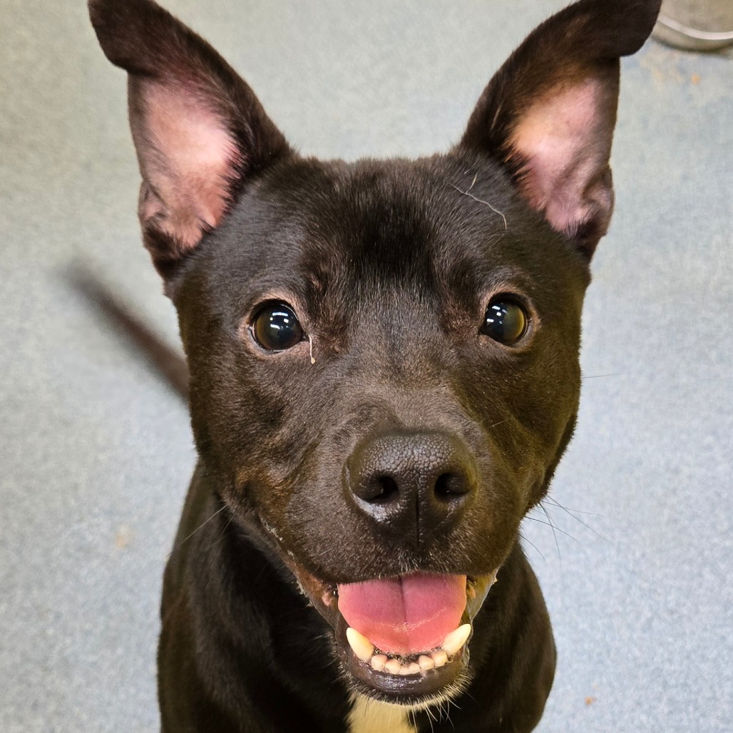 RYAN - Shepherd available for adoption