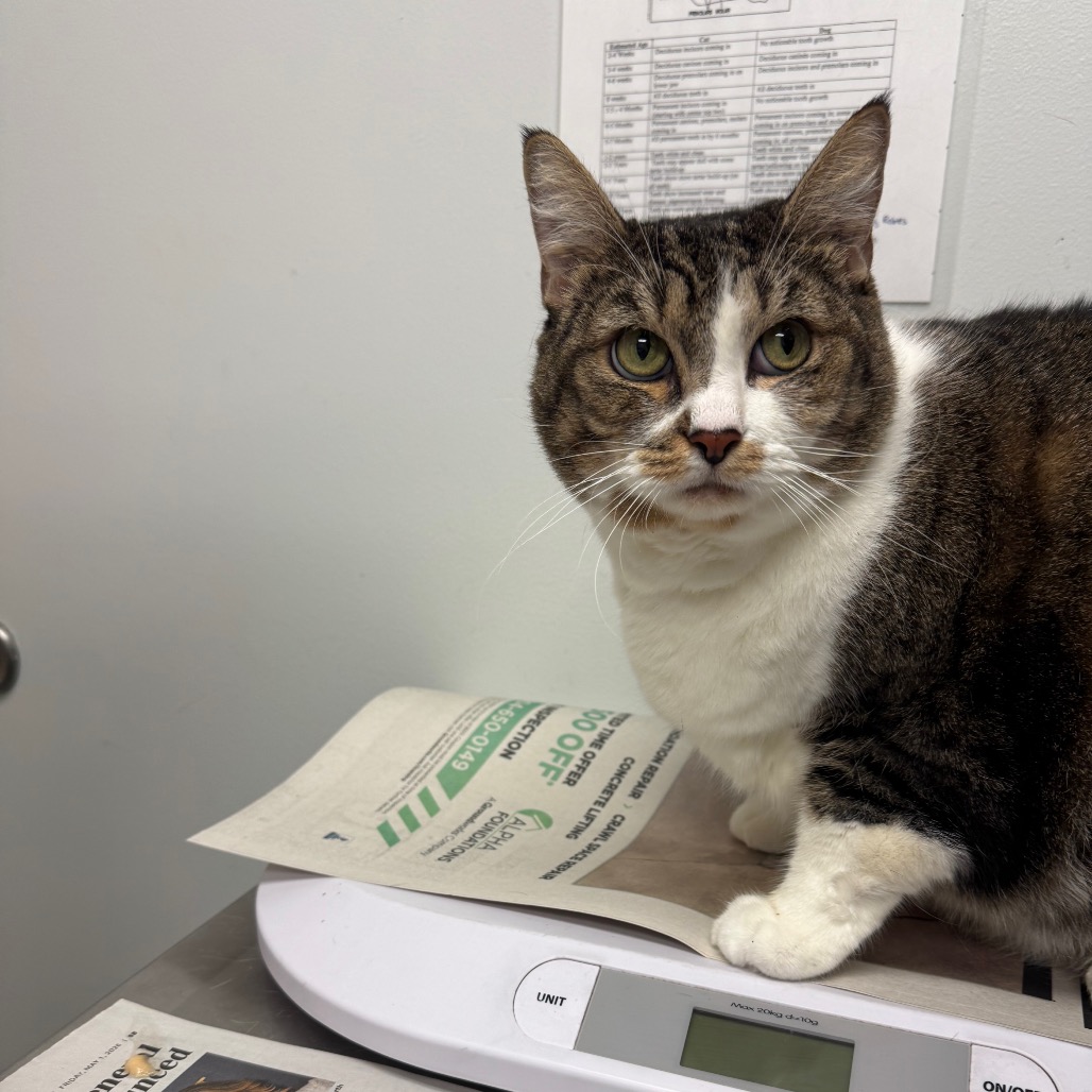 BEBE - Domestic Shorthair available for adoption