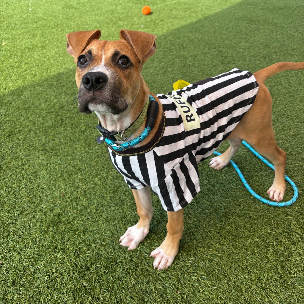 STERLING - Mixed Breed (Medium) available for adoption
