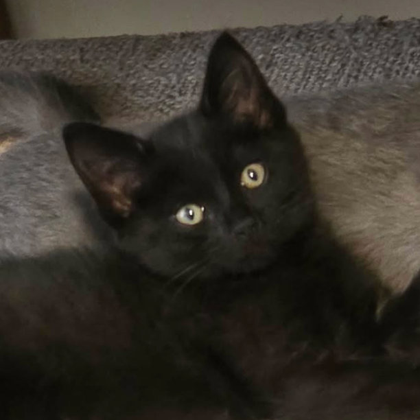 Cleo, available for adoption