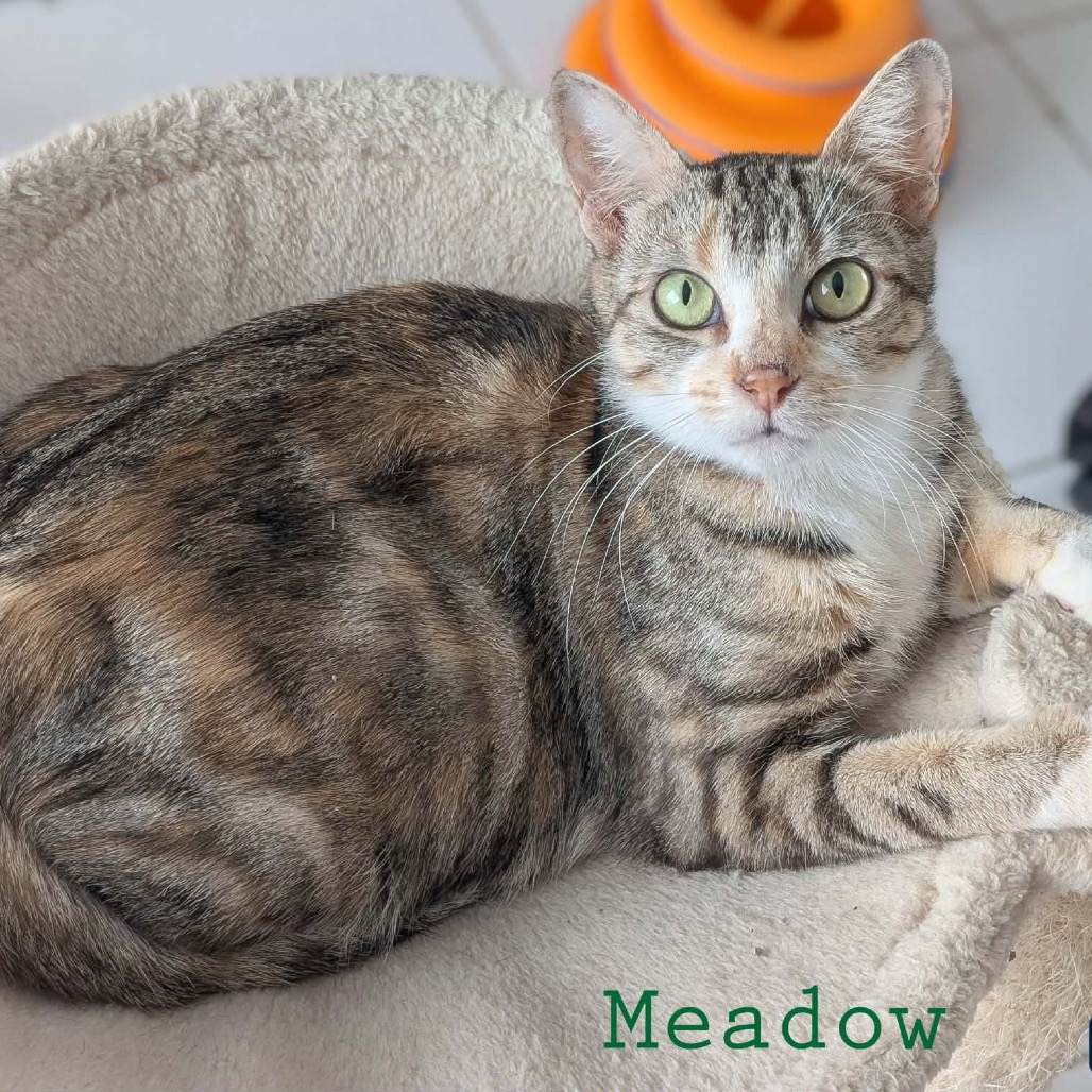 Meadow