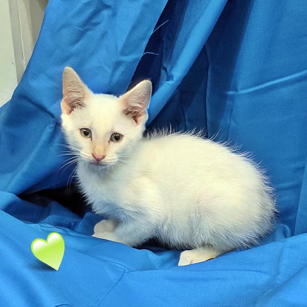 JOE COOL - Siamese / Domestic Shorthair available for adoption