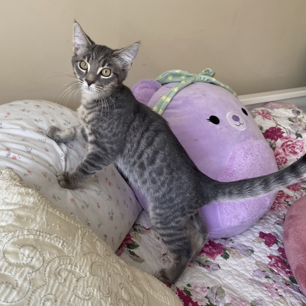BARLEY - Domestic Shorthair available for adoption