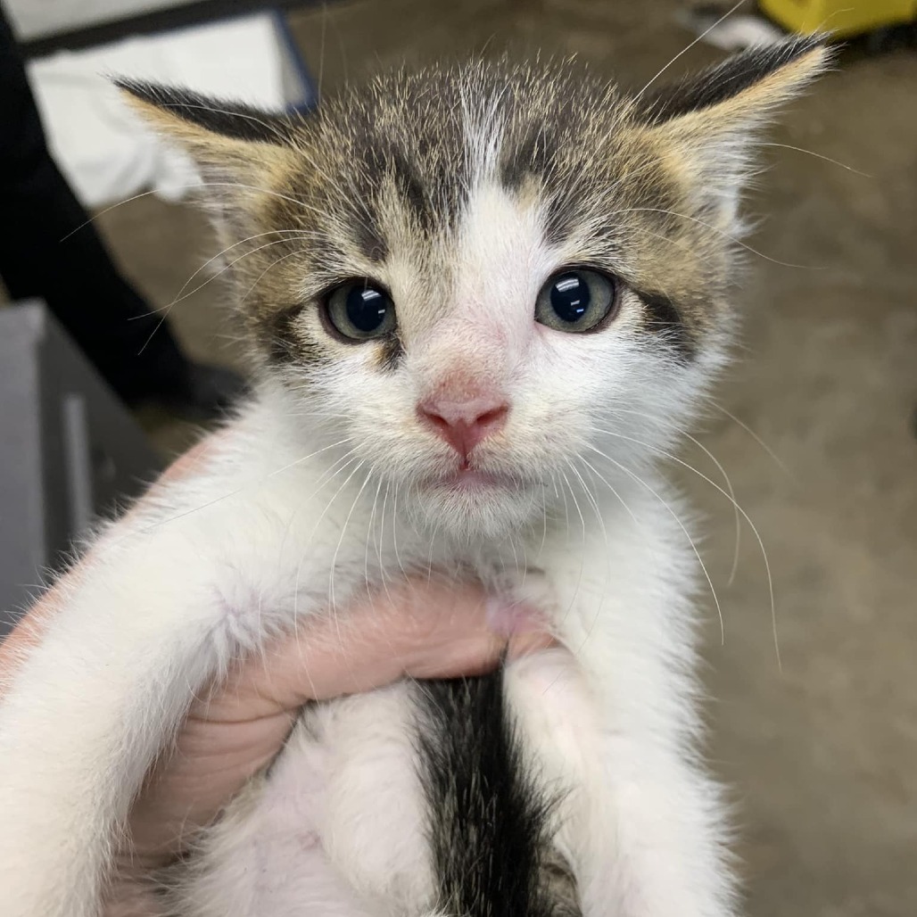 WALTER - Domestic Shorthair / Mix available for adoption