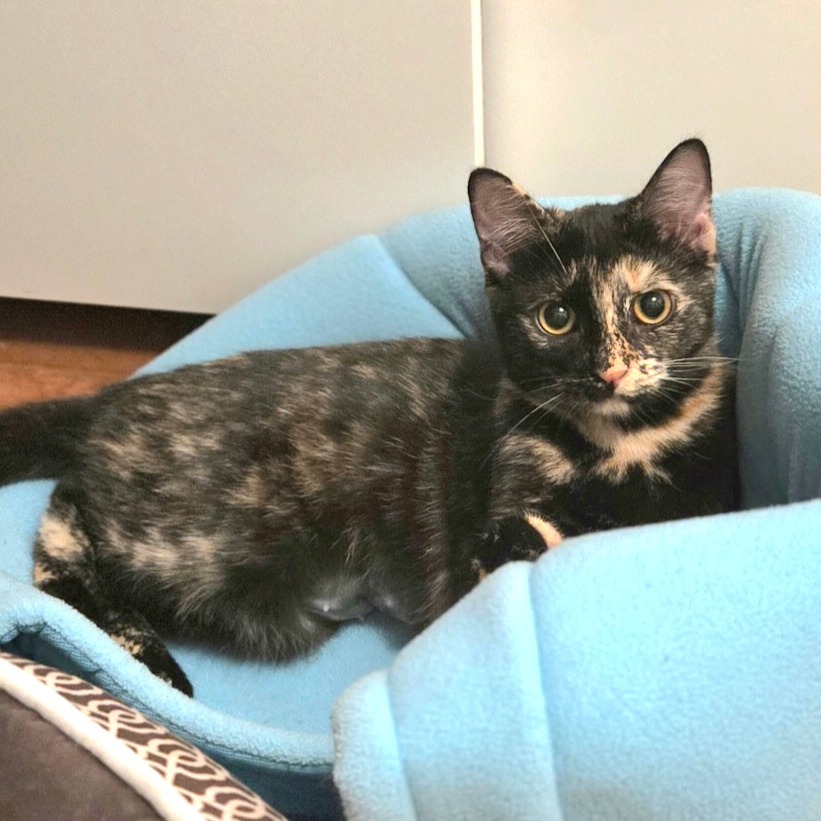 Josie