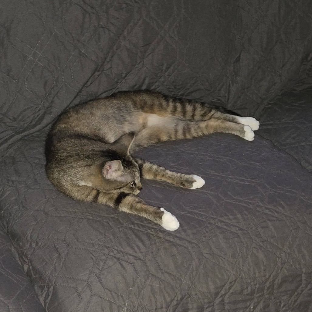 Sprinkles, photo 7