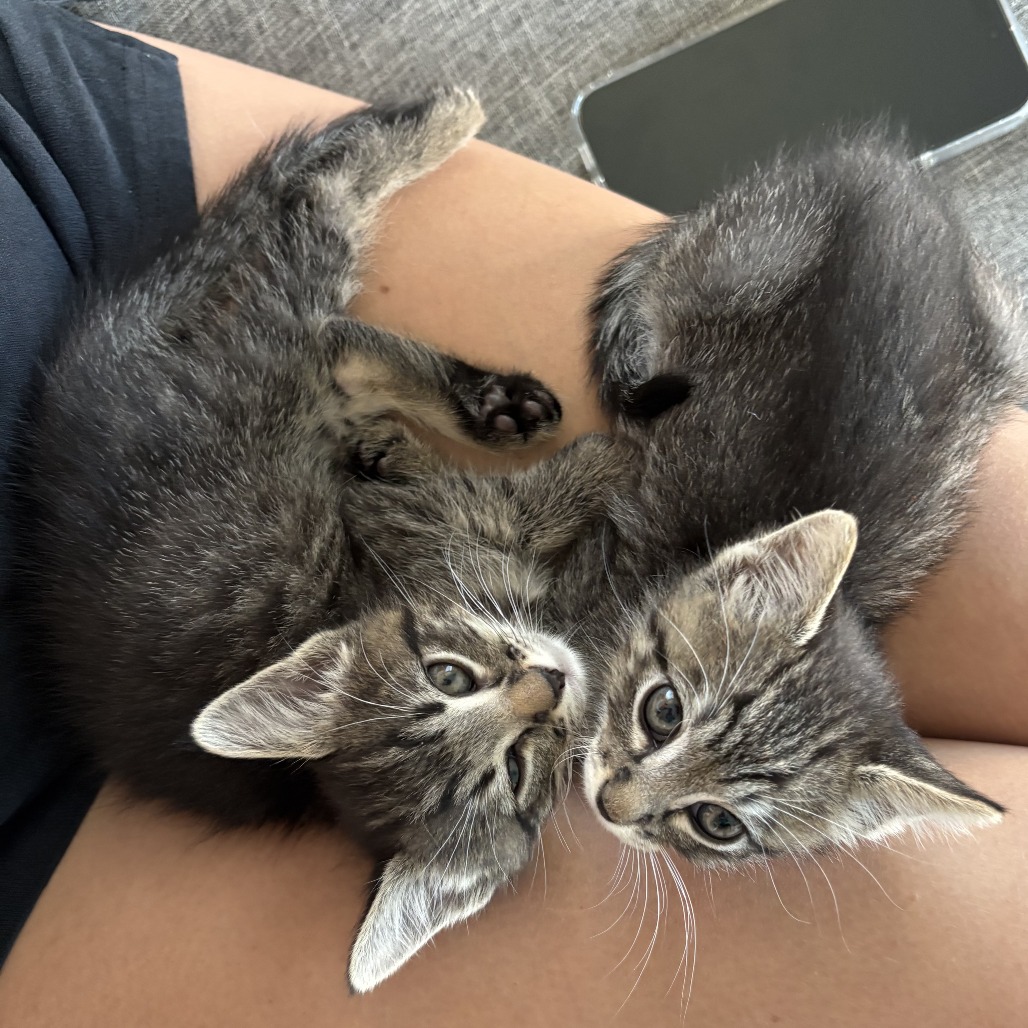CHECKERS - Domestic Shorthair available for adoption