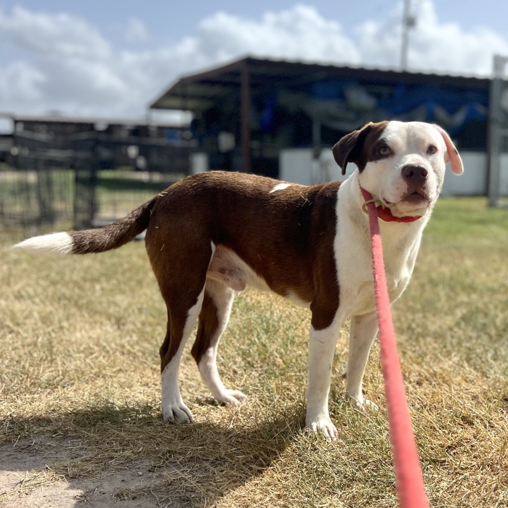 RED - Terrier, Pit Bull / Mixed Breed (Medium) available for adoption