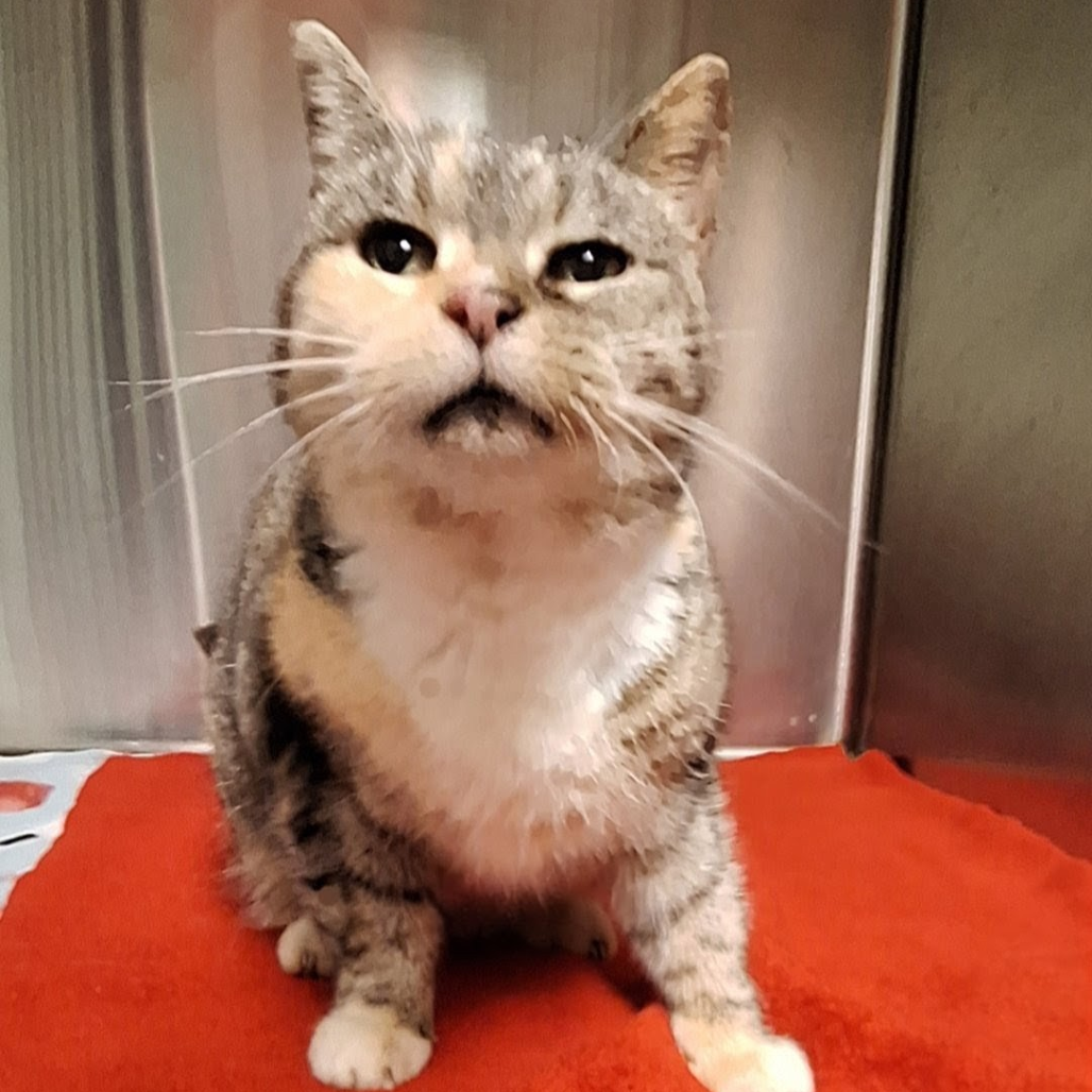 Minnie — thumbnail 2