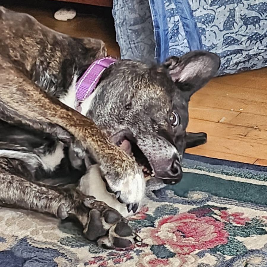 Baby Girl--In Foster, photo 7