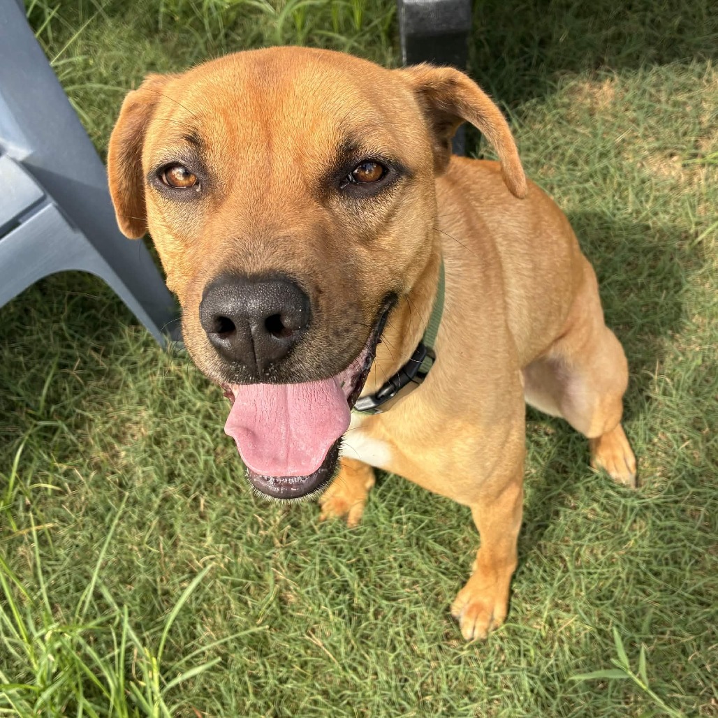 BIRDIE - Boxer / Retriever, Labrador available for adoption