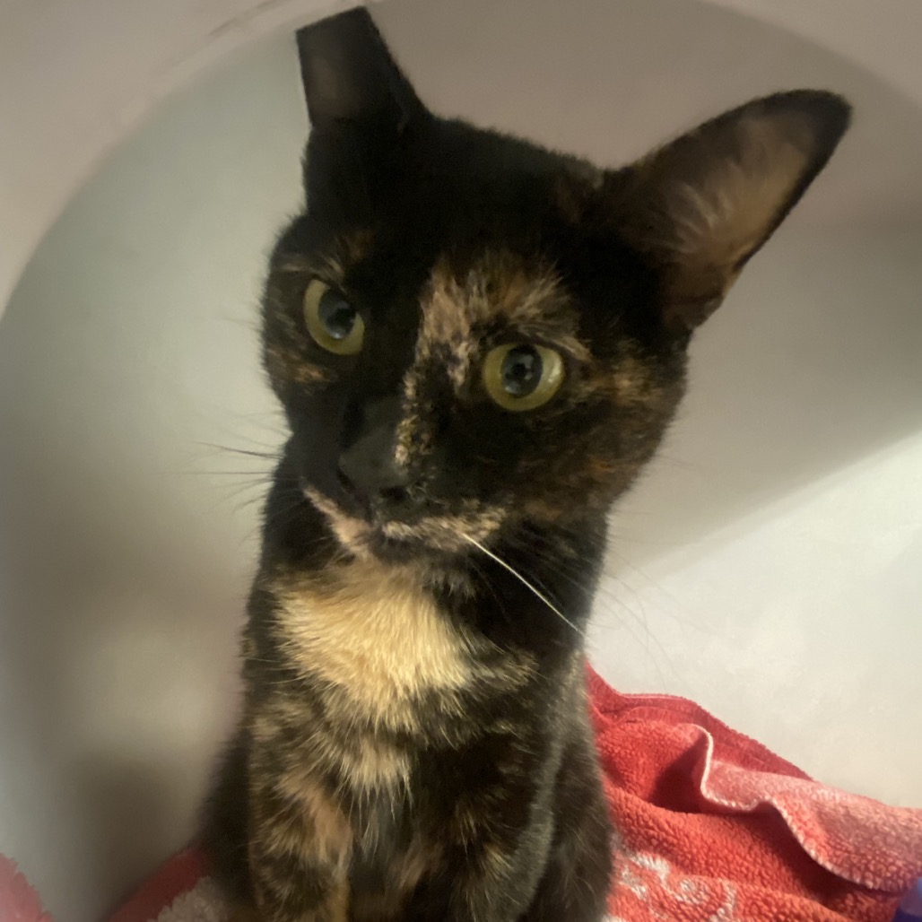 BUTTERNUT - Domestic Shorthair available for adoption