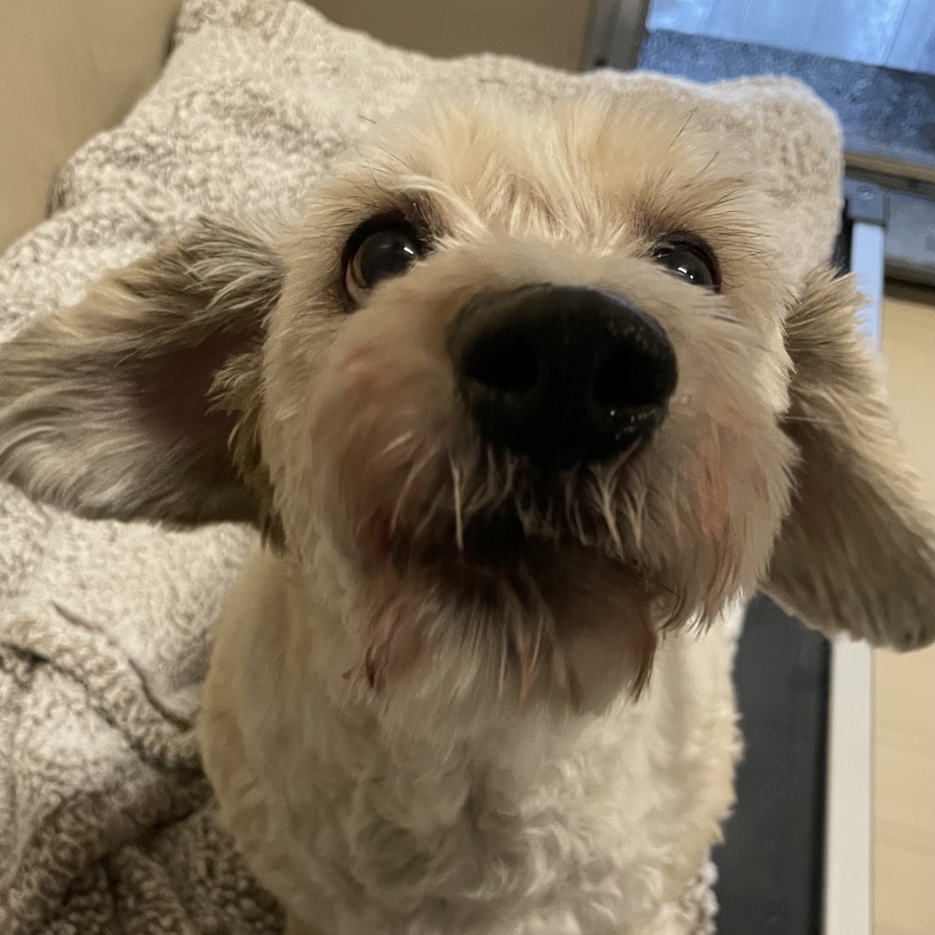 Molly — thumbnail 2