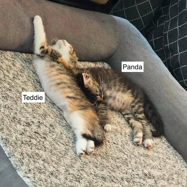 PANDA - Domestic Shorthair available for adoption