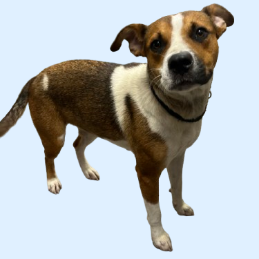 Tusc Stray 81276