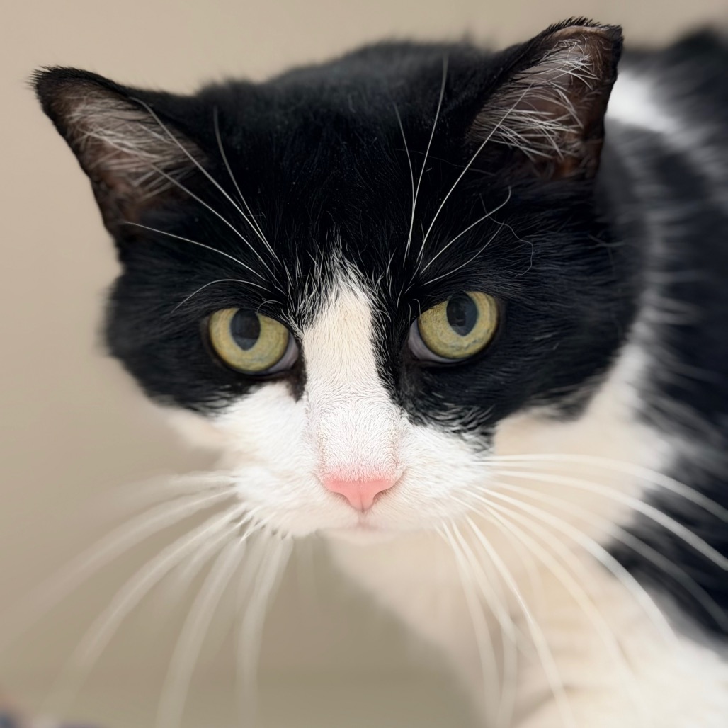 Penny — thumbnail 4