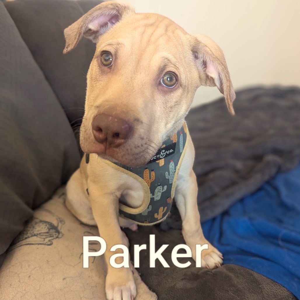 Parker D12362