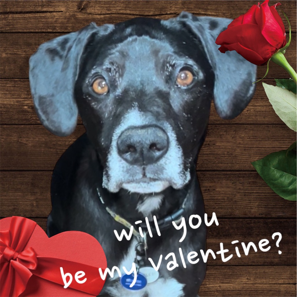 Ridley: Male 86 Boxer/Retriever, Black Labrador