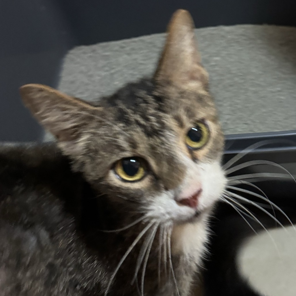 BLOCKER - Domestic Shorthair available for adoption
