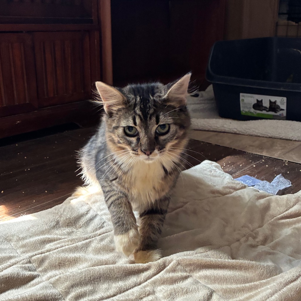 Elliot, an adoptable cat