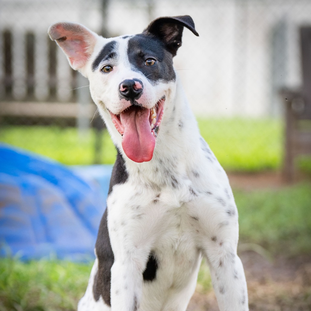 FIZZ - Terrier, Pit Bull / Cattle Dog, Australian (Blue Heeler) available for adoption