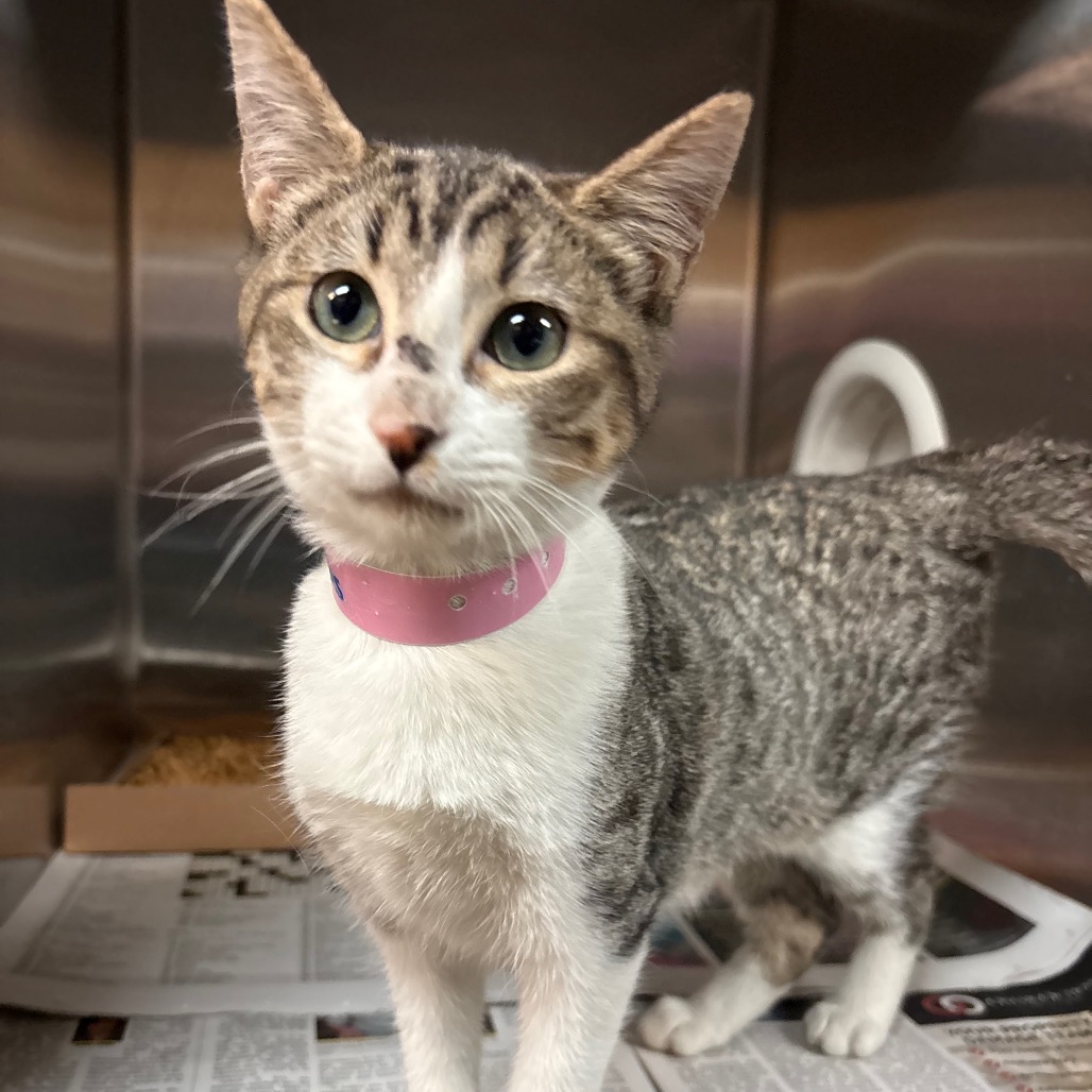 Missy , available for adoption at PVAS