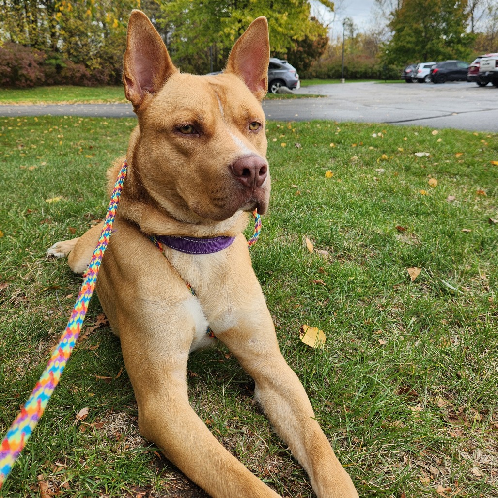 Nacho — thumbnail 5