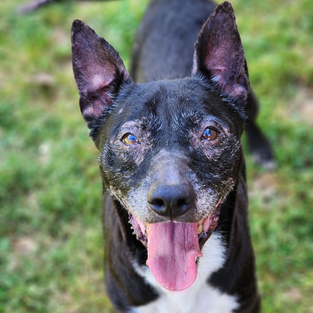 Princess, adoptable senior dog