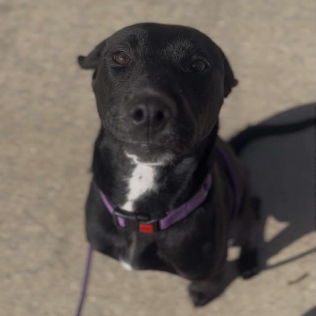 Stella