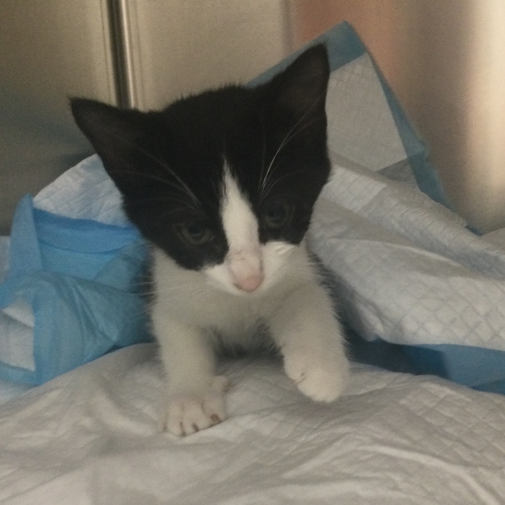 AGATHA (PURPLE) - Domestic Shorthair available for adoption