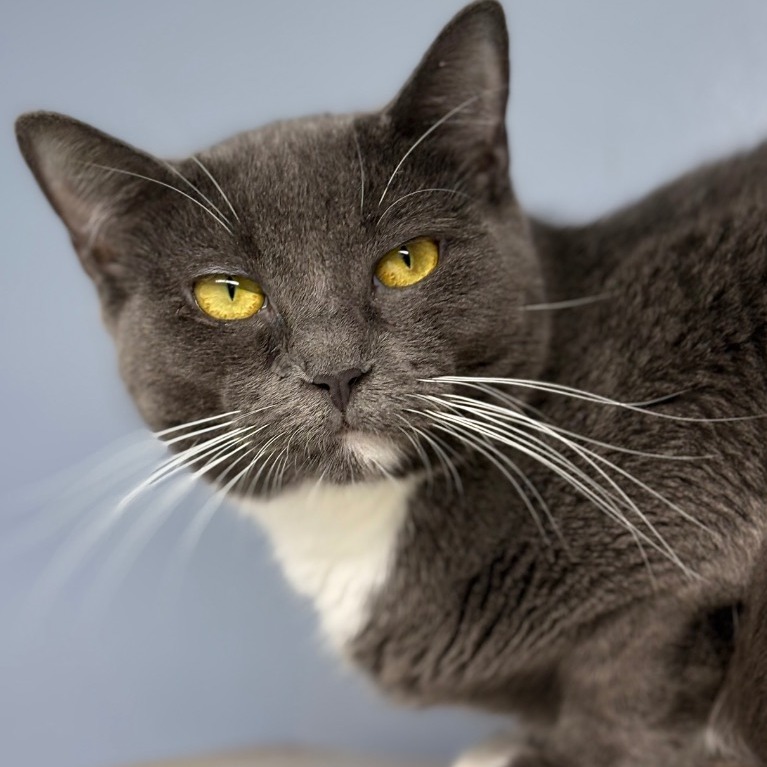 Close-up photo of Jiggly Caliente