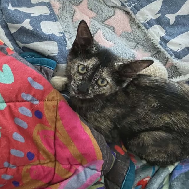 CALLIE - Domestic Shorthair available for adoption