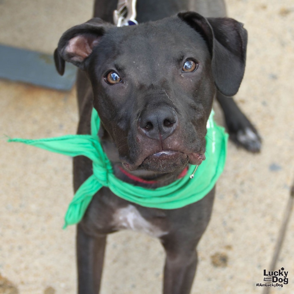 OPALITE - Terrier / Mix available for adoption