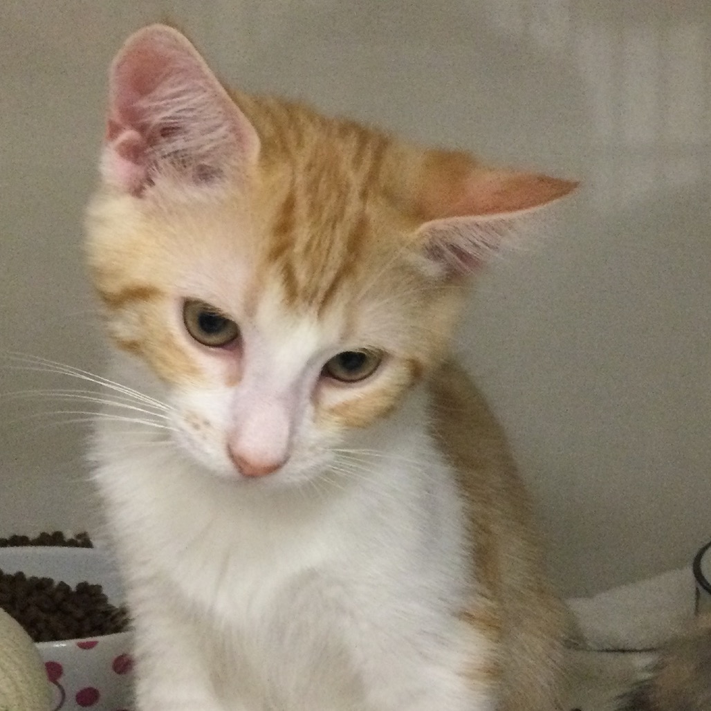 Clyde - Domestic Shorthair