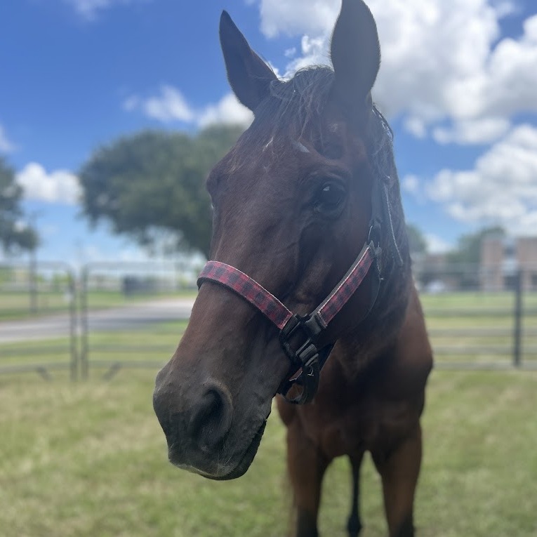 LARRY - Quarter Horse available for adoption