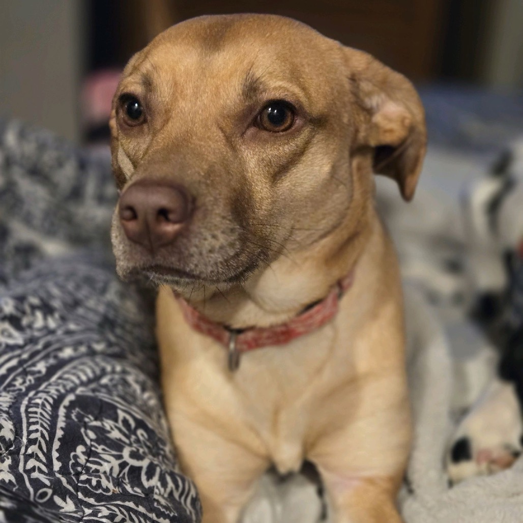 Stella, photo 13