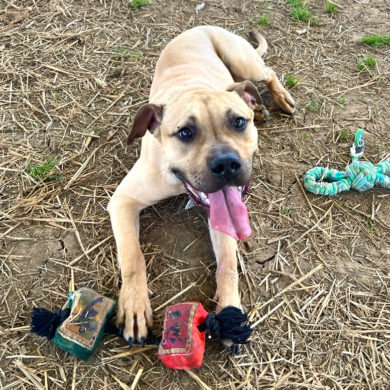 Fawn — thumbnail 8